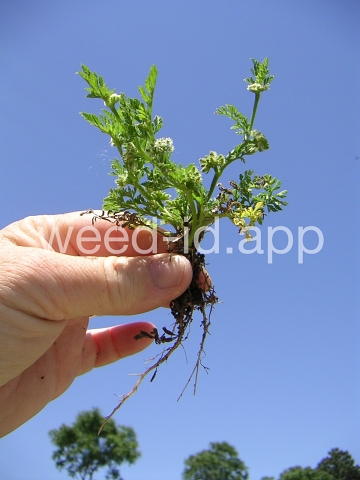 hedgeparsley, knotted